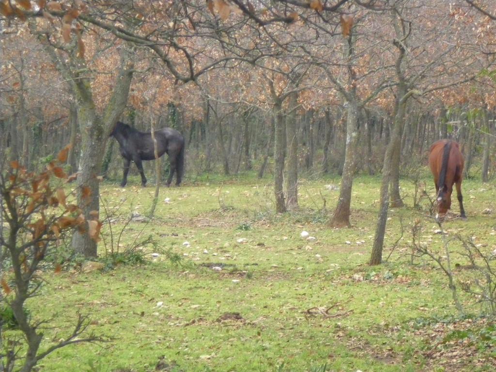 B&B Valle D'Itria Martina Franca Kültér fotó